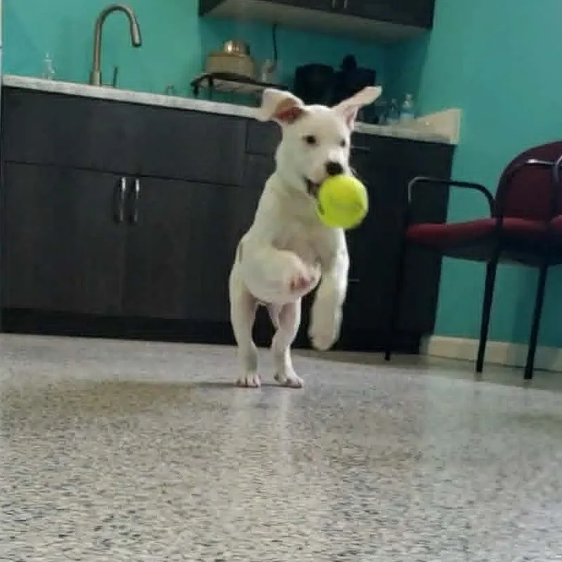 A baby large-sized male White / Cream American Bully dog named Cello for adoption in Hutchinson, MN