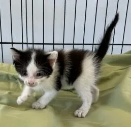 A baby medium-sized male Domestic Short Hair cat named Kelvin for adoption in West Memphis, AR