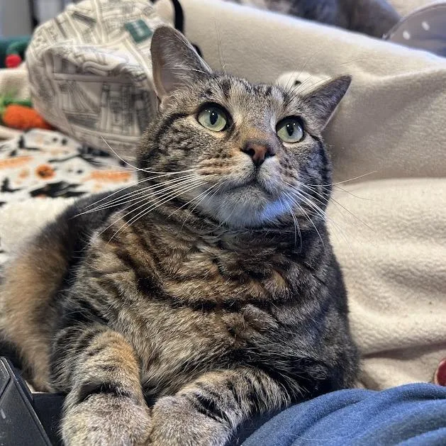 A senior extra large-sized female Brown / Chocolate Domestic Short Hair cat named Rupert for adoption in Alexandria, VA