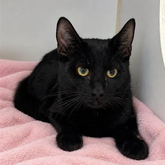 A young medium-sized male Black Domestic Short Hair cat named Pumpkin for adoption in Long Beach, CA
