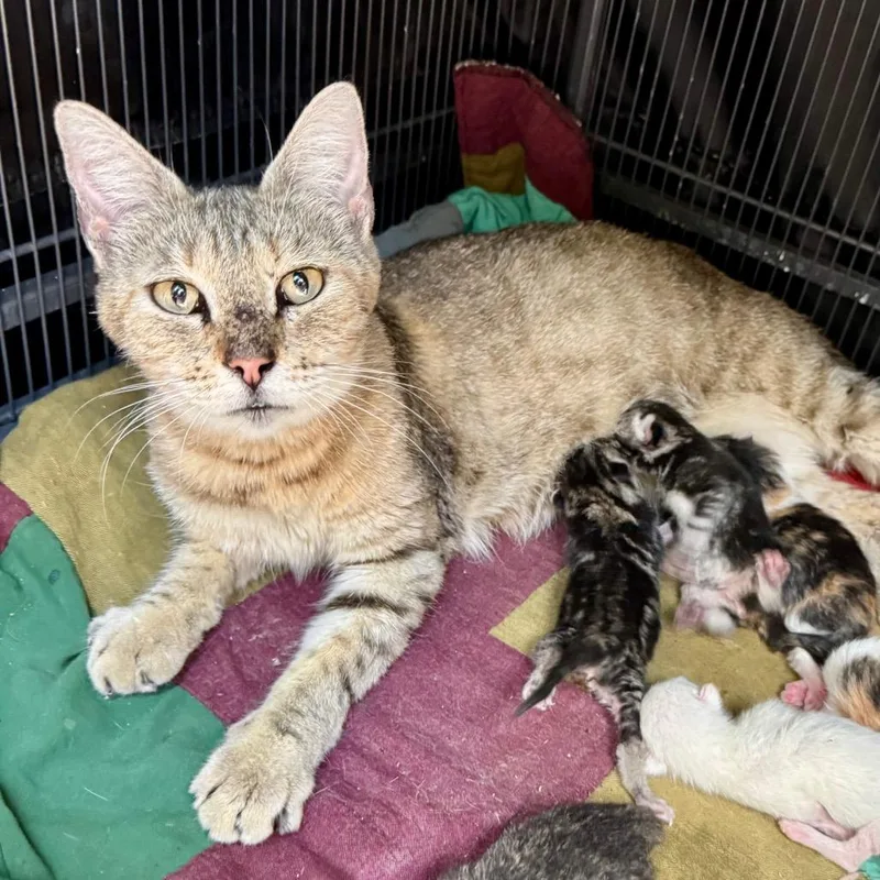 An adult medium-sized female Buff / Tan / Fawn Domestic Short Hair cat named Cookie for adoption in Fredericksburg, TX