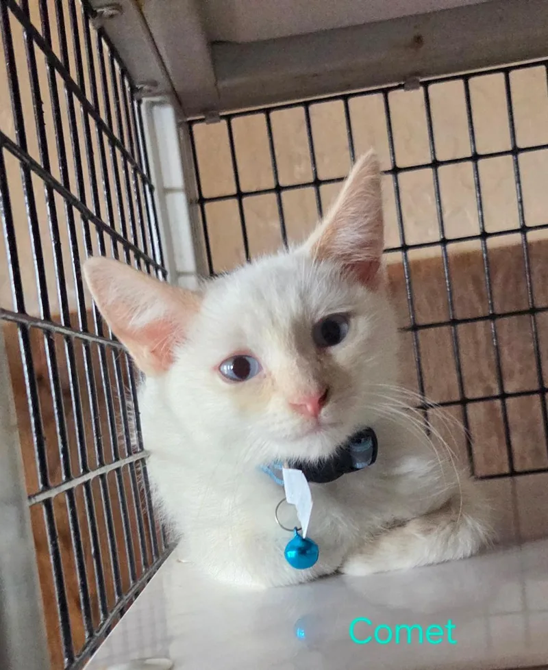 A baby medium-sized male Flame Point Siamese cat named Comet for adoption in Las Cruces, NM