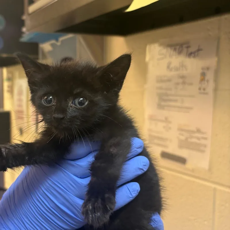 A baby small-sized female Domestic Short Hair cat named Asajj for adoption in Charlottesville, VA