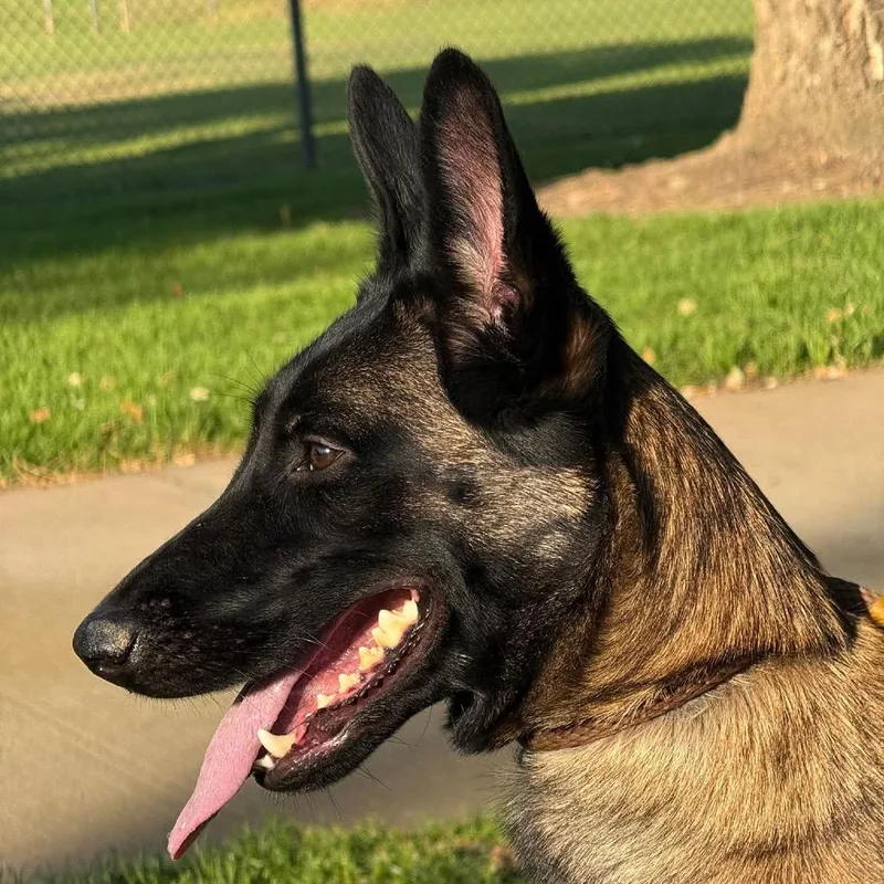 A young medium-sized female Brown / Chocolate Belgian Shepherd / Malinois dog named Ayaina for adoption in Milford, NY
