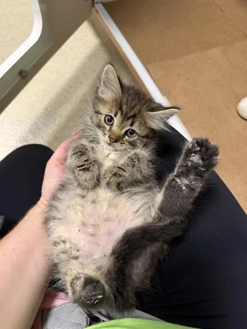 A baby medium-sized male Domestic Long Hair cat named Drumstick for adoption in Brewster, MA
