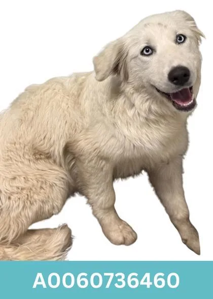 A young large-sized female Great Pyrenees dog named Eleanor for adoption in Red Bluff, CA