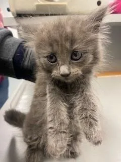 A baby large-sized female Domestic Long Hair cat named Bonnie for adoption in Saint Cloud, FL