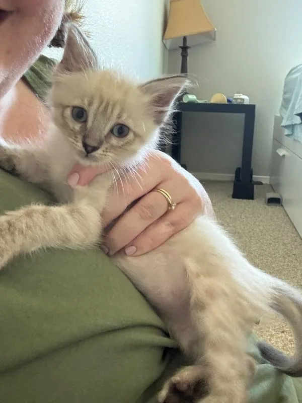 A baby small-sized male Siamese cat named Louie VIII for adoption in Austin, TX