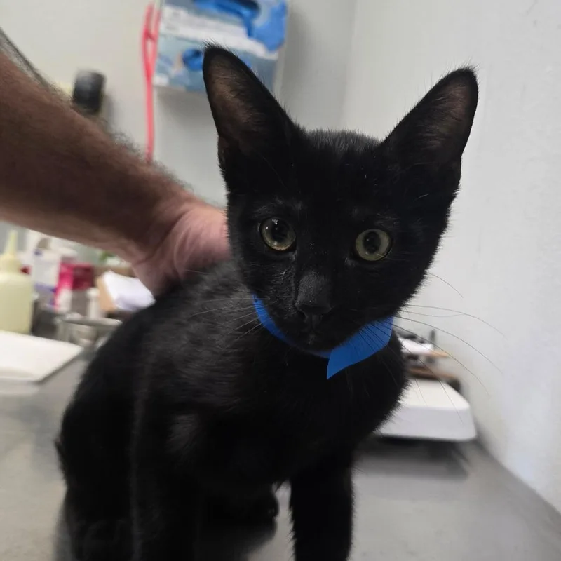 A baby small-sized male Black Domestic Short Hair cat named Oliver for adoption in San Jacinto, CA