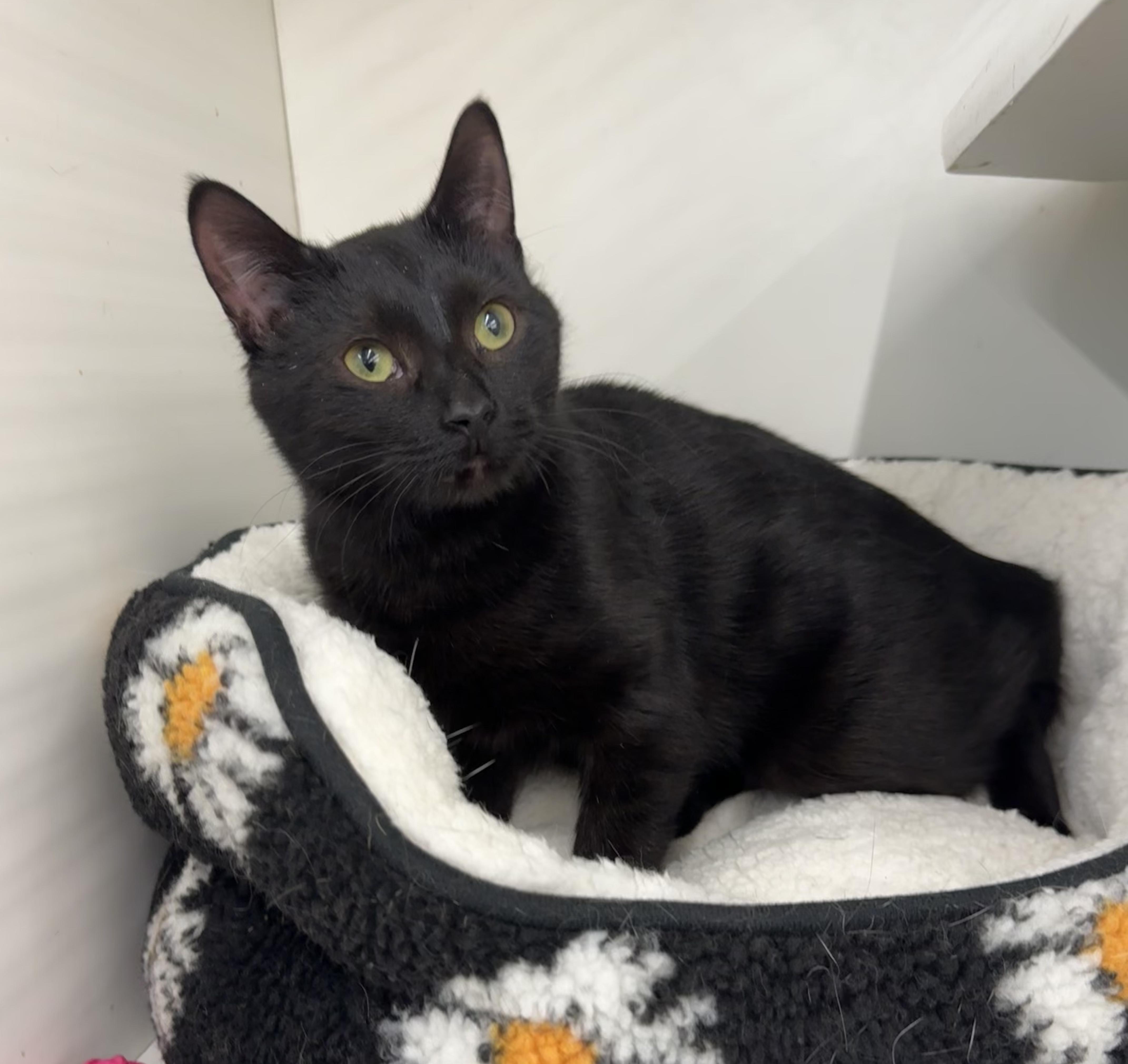 A young medium-sized female Black Domestic Short Hair cat named Cole for adoption in Chicago, IL
