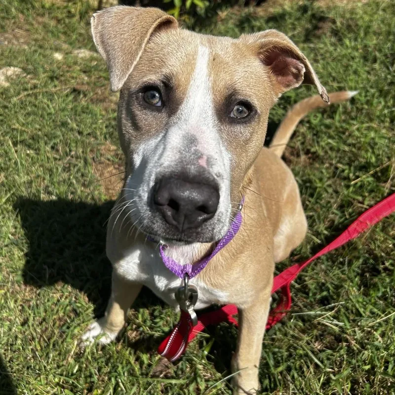 An adult medium-sized male Yellow / Tan / Blond / Fawn Mixed Breed dog named Toby for adoption in Spruce Pine, NC