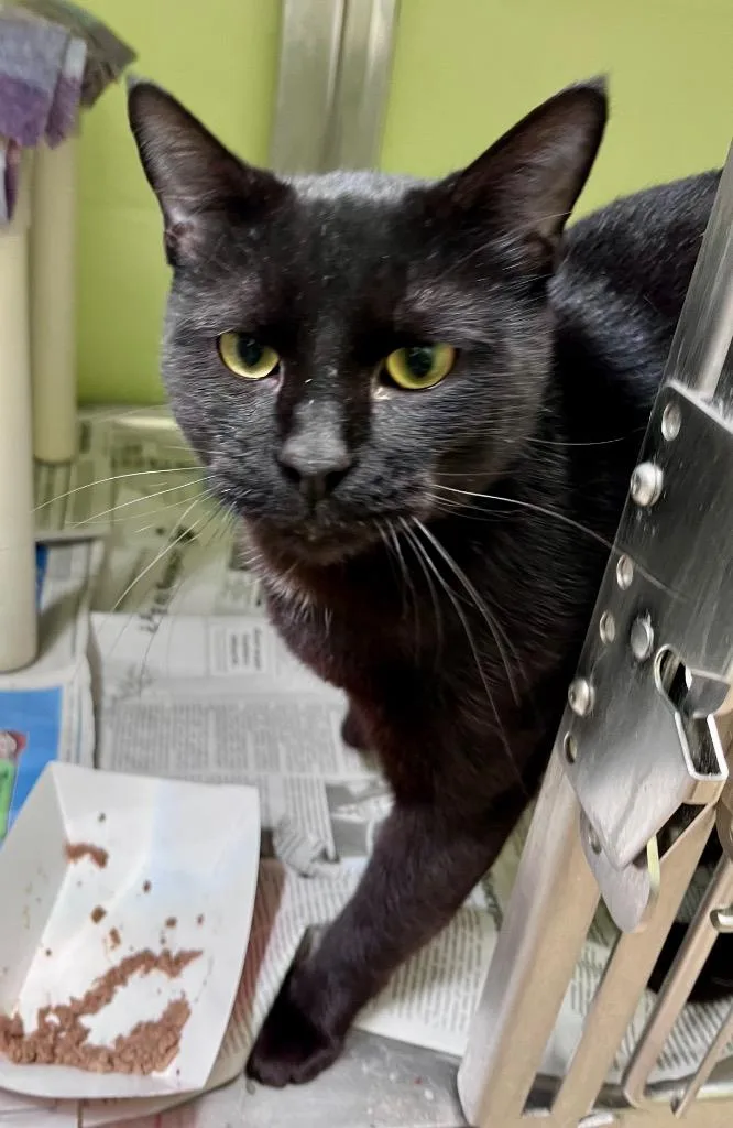 A young medium-sized male Domestic Short Hair cat named Oudh for adoption in Cincinnati, OH