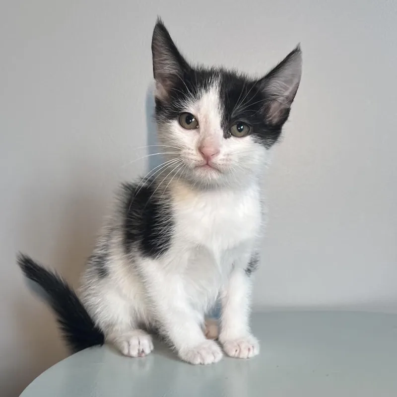 A baby small-sized male White Domestic Short Hair cat named Licorice for adoption in Brownsboro, AL