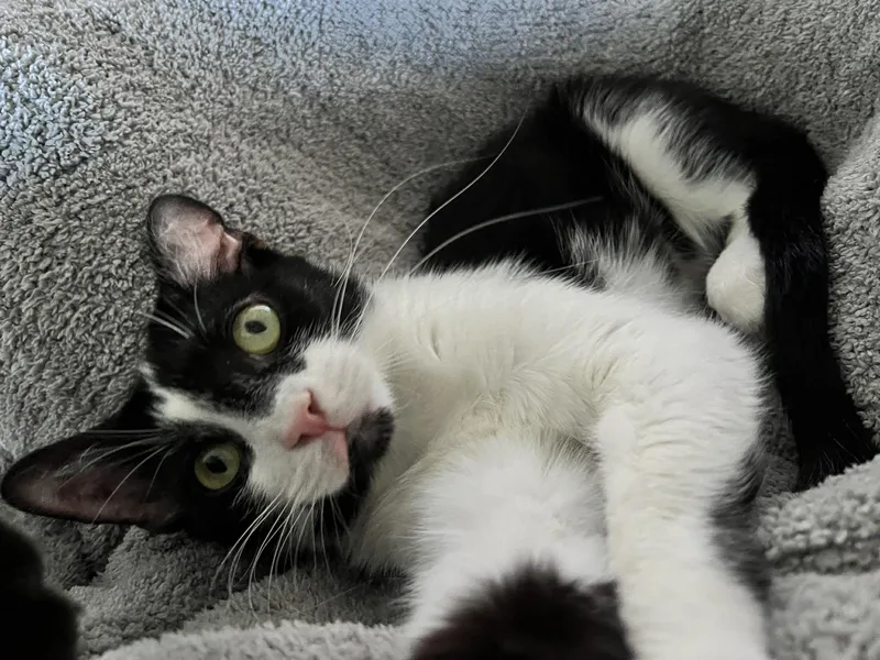 An adult large-sized female Domestic Short Hair cat named Catalina for adoption in BREINIGSVILLE, PA