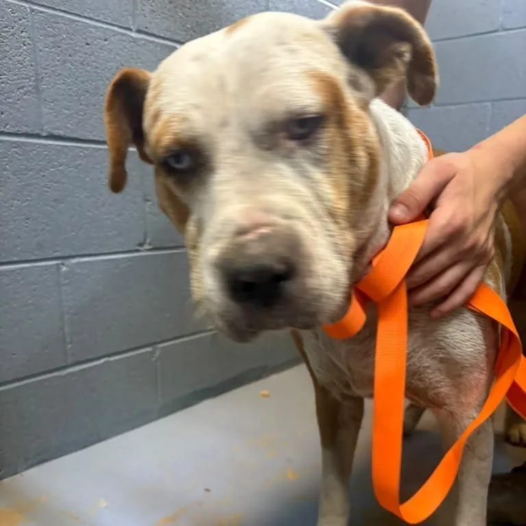 A senior large-sized male Brown / Chocolate Mixed Breed dog named Zephyrus for adoption in Gadsden, AL