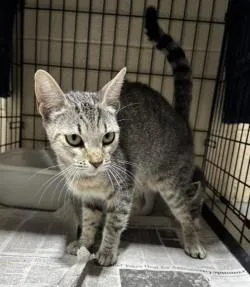 An adult small-sized female Tabby (Gray / Blue / Silver) Domestic Short Hair cat named Muna for adoption in Harlingen, TX