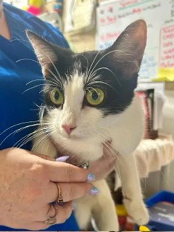 An adult medium-sized female Domestic Short Hair cat named Lorelei for adoption in Dallas, GA