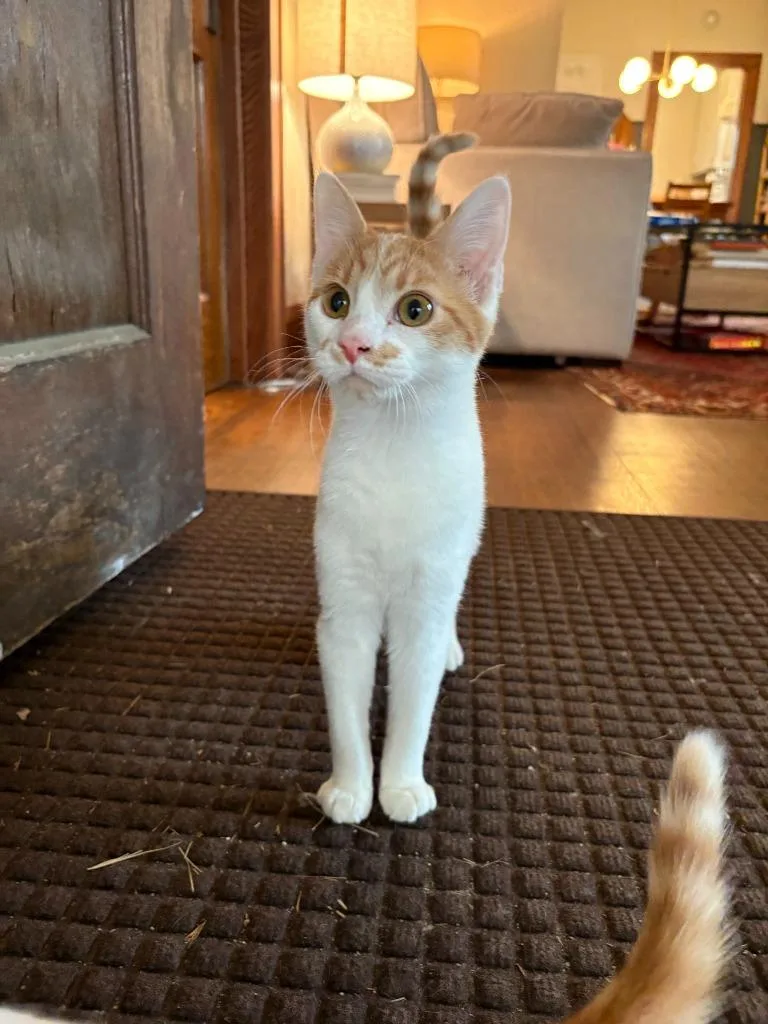 A baby medium-sized female Domestic Short Hair cat named Penelope for adoption in Minneapolis, MN