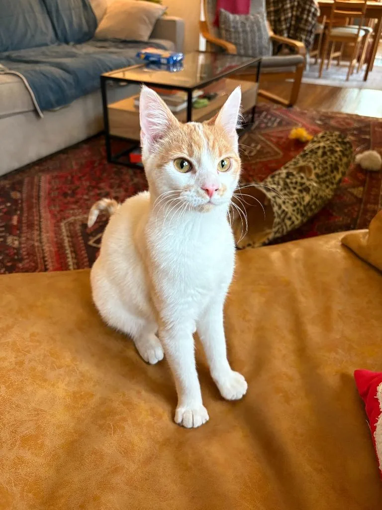 Penelope thumbnail 2