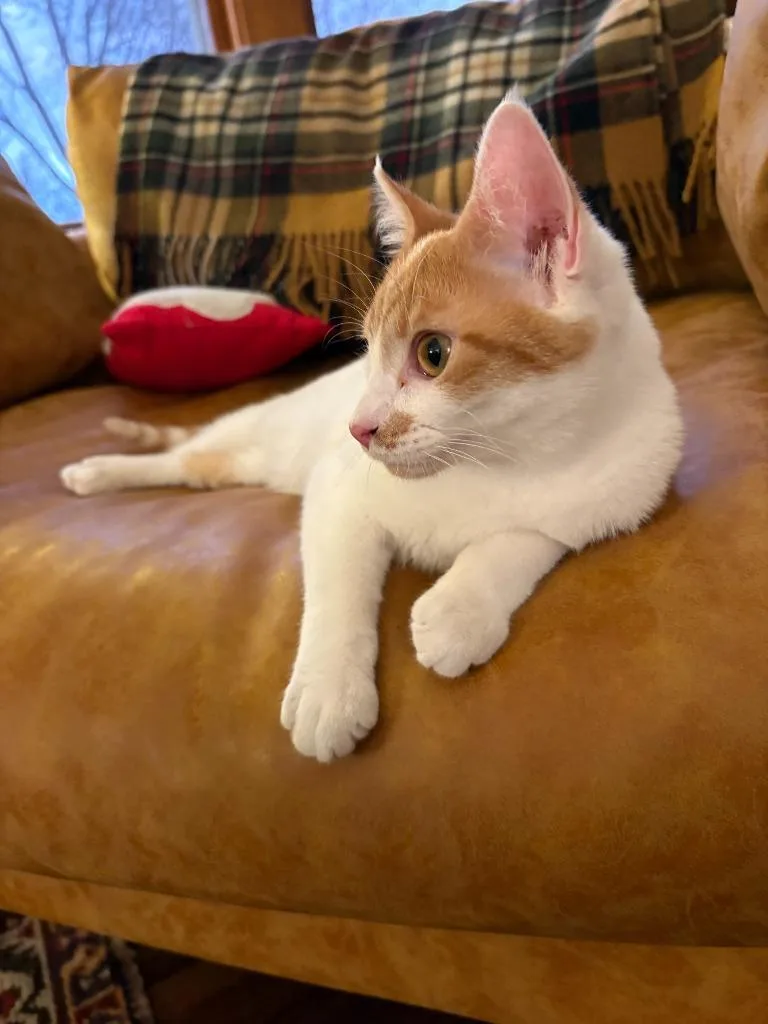 Penelope thumbnail 3