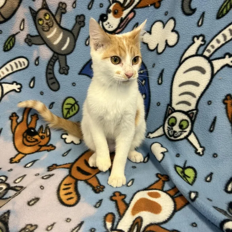 Penelope thumbnail 4