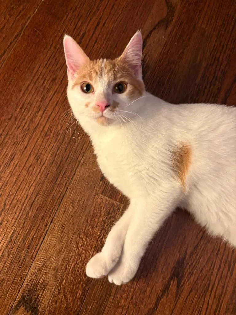 Penelope thumbnail 5