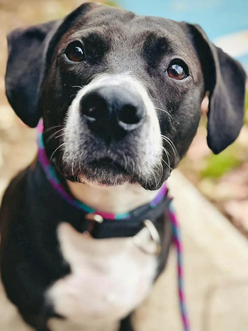 An adult medium-sized male Black Labrador Retriever dog named Chip for adoption in Amityville, NY