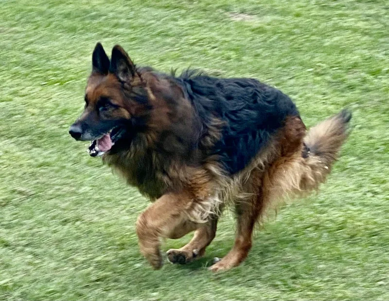 An adult large-sized male Tricolor (Brown, Black, & White) German Shepherd Dog dog named Truman for adoption in Greeneville , TN