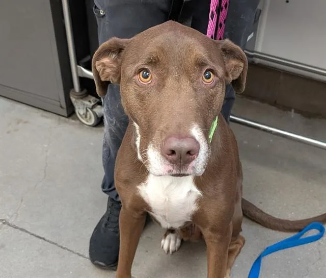 An adult large-sized male Pit Bull Terrier dog named Goose for adoption in Tucson, AZ