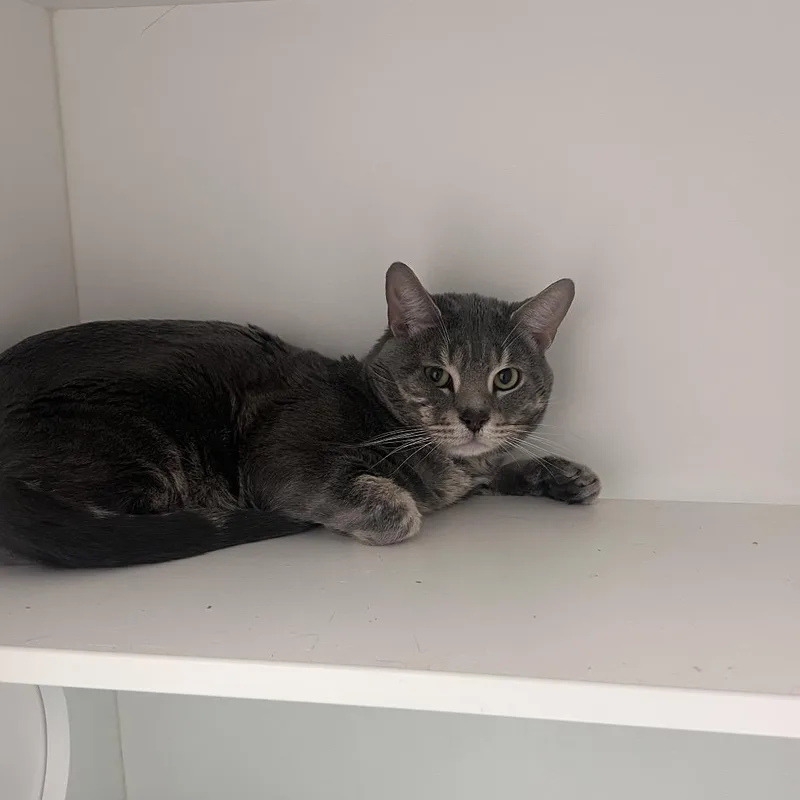 A young large-sized male Gray / Blue / Silver Domestic Short Hair cat named Brody for adoption in Philadelphia, PA