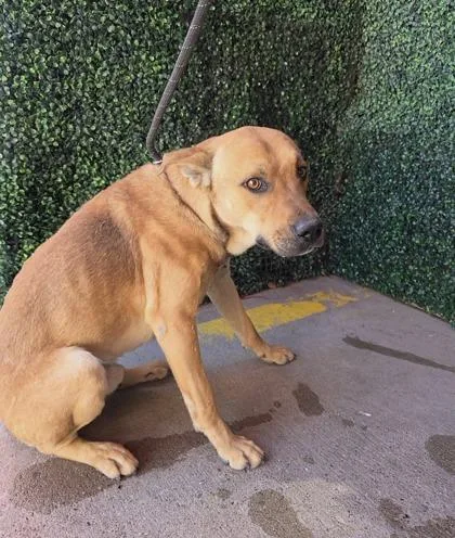 A baby large-sized male Brown / Chocolate Mixed Breed dog named 60820030 for adoption in El Paso, TX