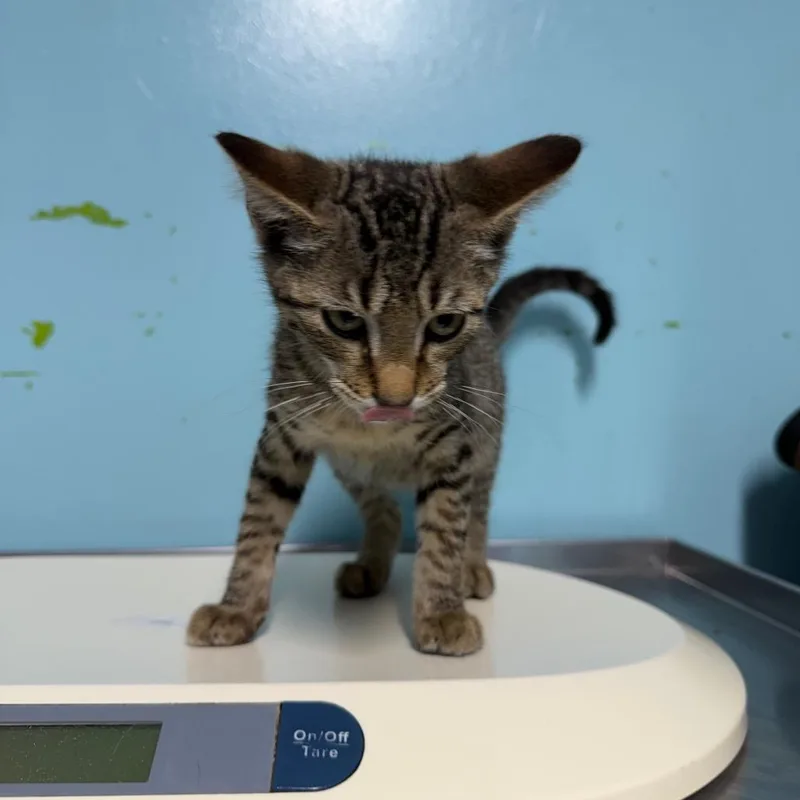 A baby small-sized male Gray / Blue / Silver Domestic Short Hair cat named Glenn for adoption in Jefferson city, TN