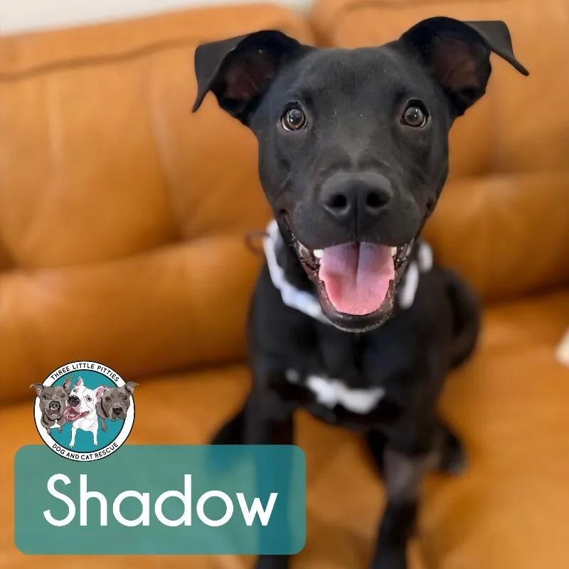 Shadow Mini Hershey Kisses