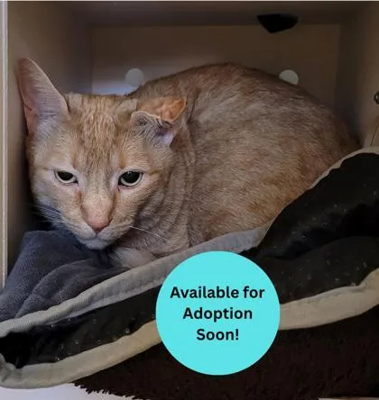 An adult large-sized male Domestic Short Hair cat named Oliver for adoption in Kalispell, MT