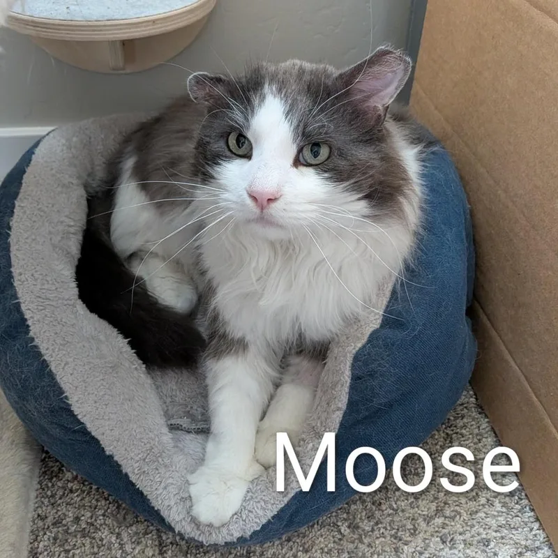 Moose thumbnail 2