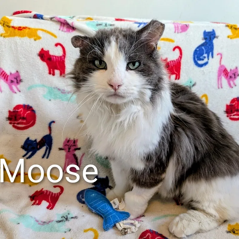 Moose thumbnail 3