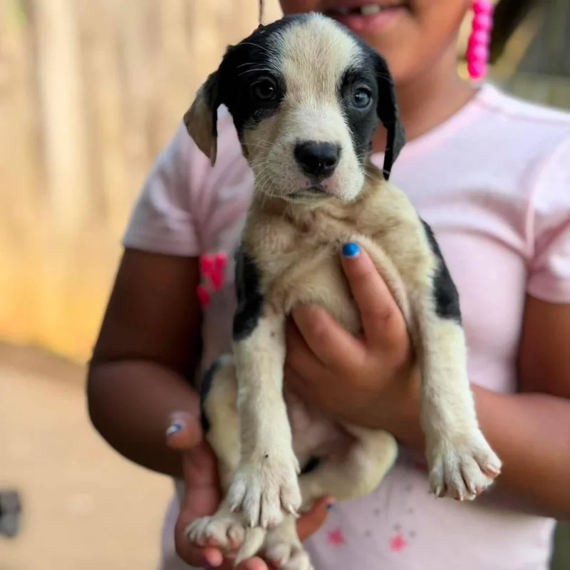 A baby small-sized male White / Cream Mixed Breed dog named Tariq for adoption in Buffalo, MN