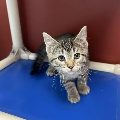 A baby small-sized female Domestic Short Hair cat named Star for adoption in Janesville, WI