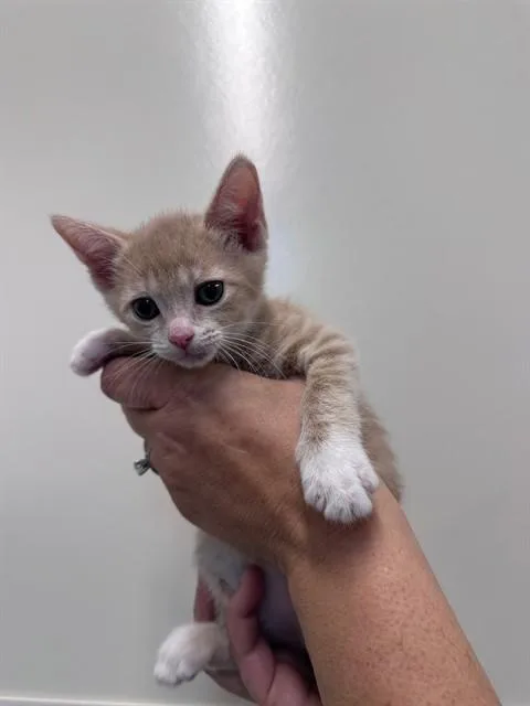 A baby small-sized female Domestic Short Hair cat named Prudence for adoption in San Luis Obispo, CA
