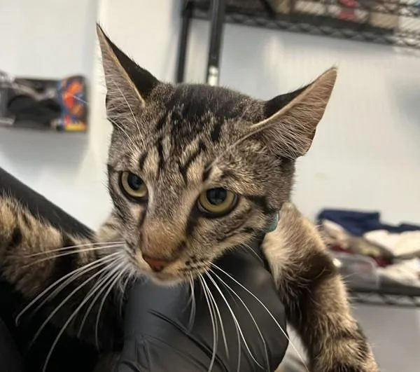 A young medium-sized male Domestic Short Hair cat named Rich for adoption in San Diego, CA