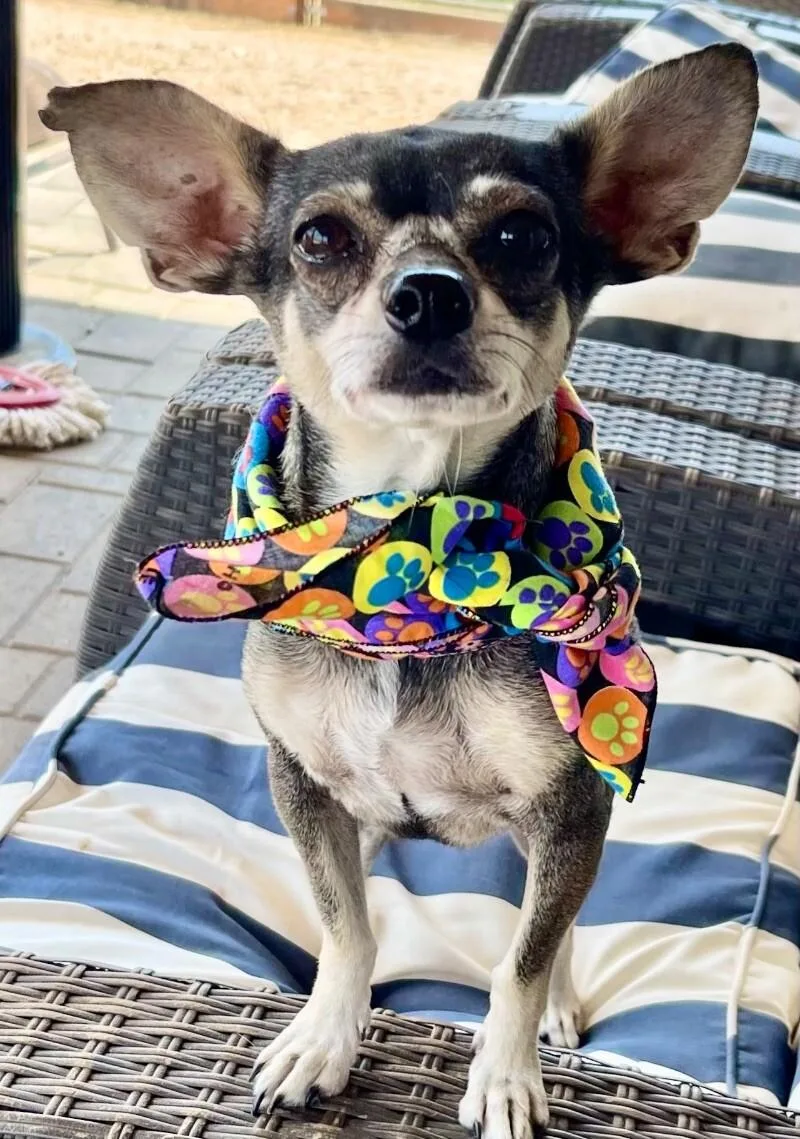 An adult small-sized female Black Chihuahua dog named Lainey for adoption in Anthem, AZ