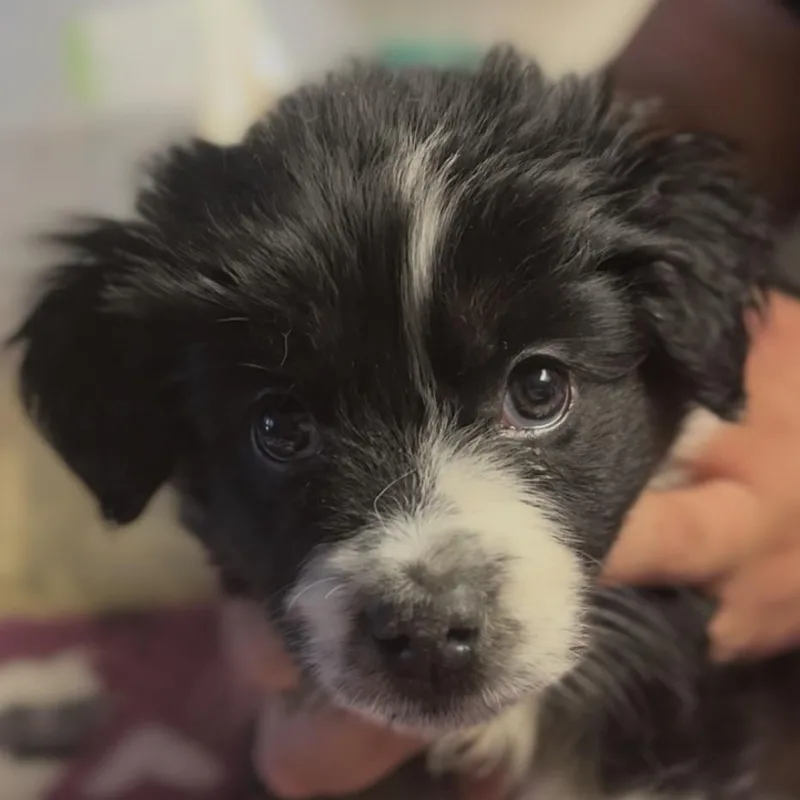 A baby small-sized male Black Spaniel dog named Cold Brew for adoption in Midland, TX