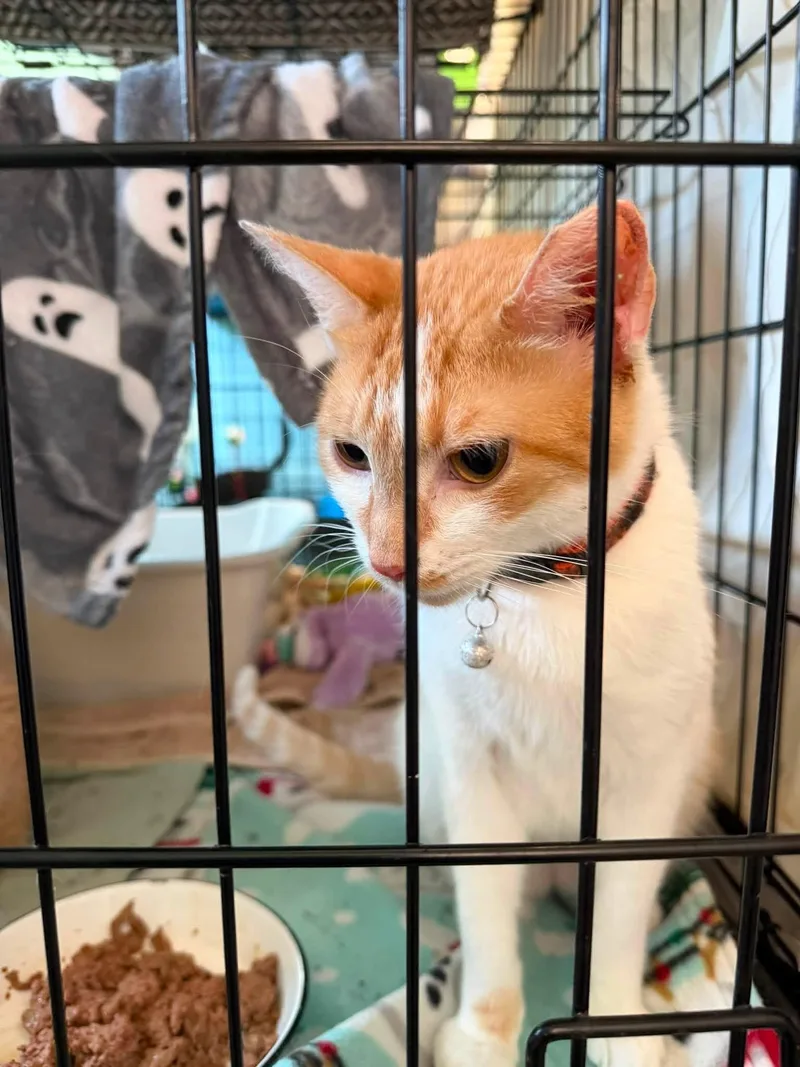 An adult medium-sized male Domestic Short Hair cat named Petey for adoption in Warren, OH
