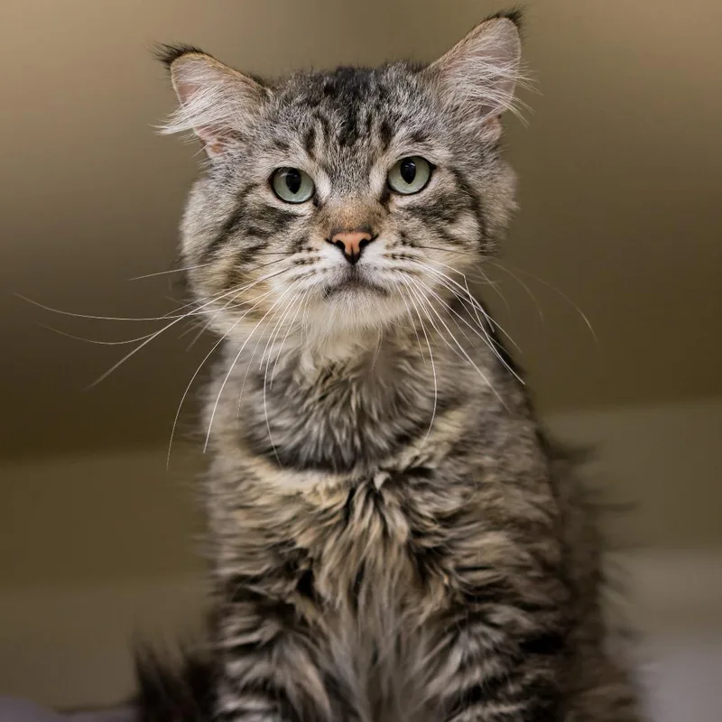 An adult large-sized male Brown / Chocolate Domestic Medium Hair cat named Tom for adoption in Los Angeles, CA