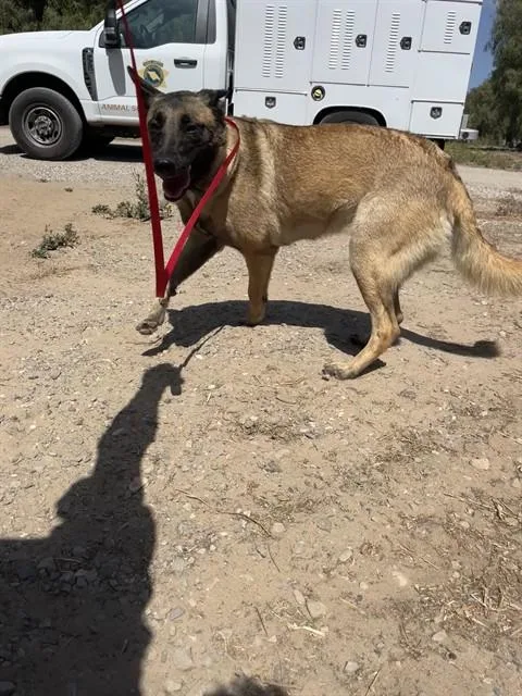 A young medium-sized female Belgian Shepherd / Malinois dog named Shanty for adoption in San Luis Obispo, CA