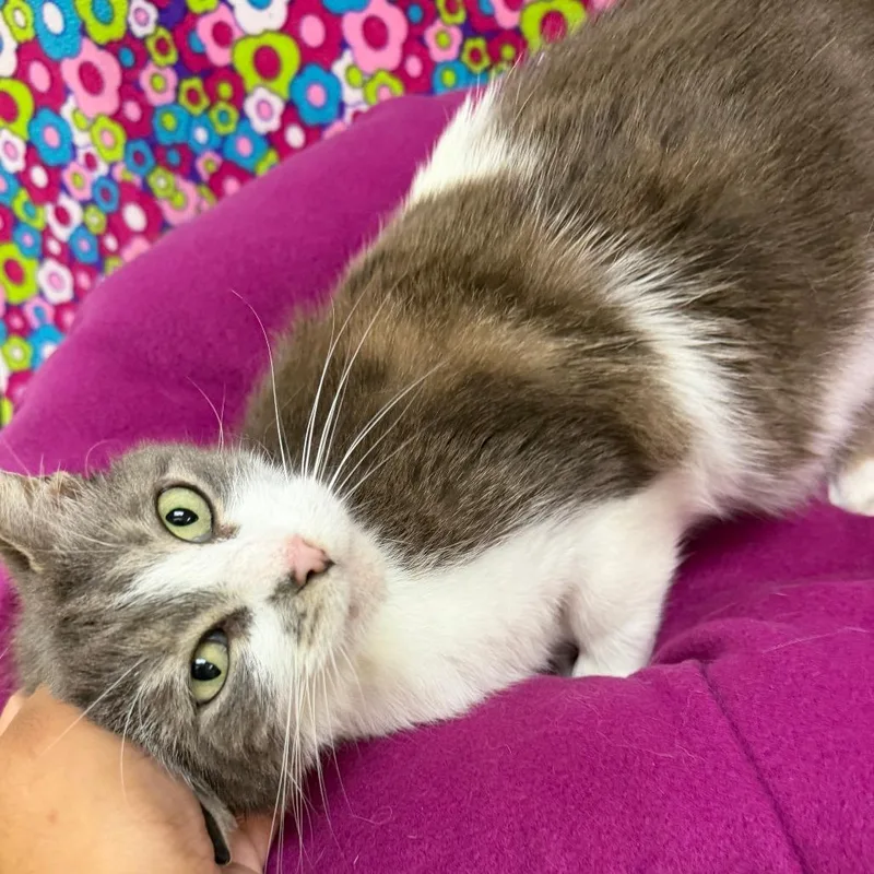 An adult medium-sized female White Domestic Short Hair cat named Clawdine for adoption in Deerfield, IL