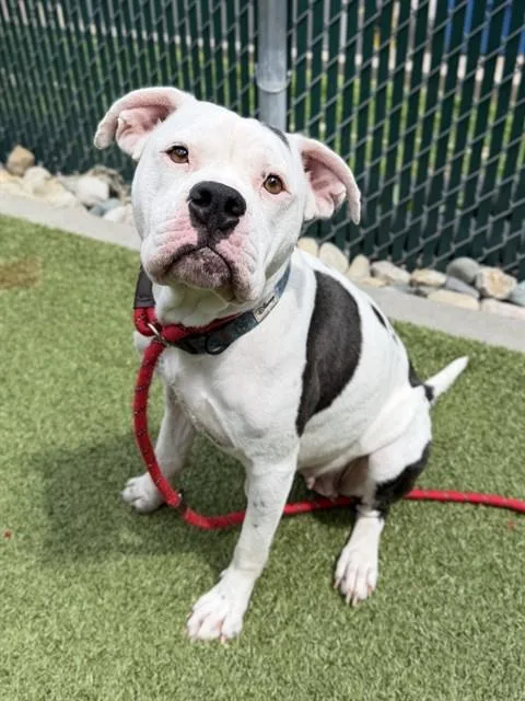 An adult medium-sized female Terrier dog named Pixie for adoption in Olivette, MO