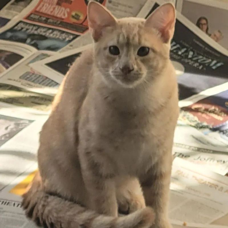 An adult extra large-sized male Domestic Short Hair cat named Sebastian for adoption in Chicago, IL