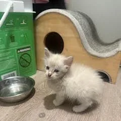 A baby small-sized female Domestic Short Hair cat named Glamour for adoption in San Antonio, TX