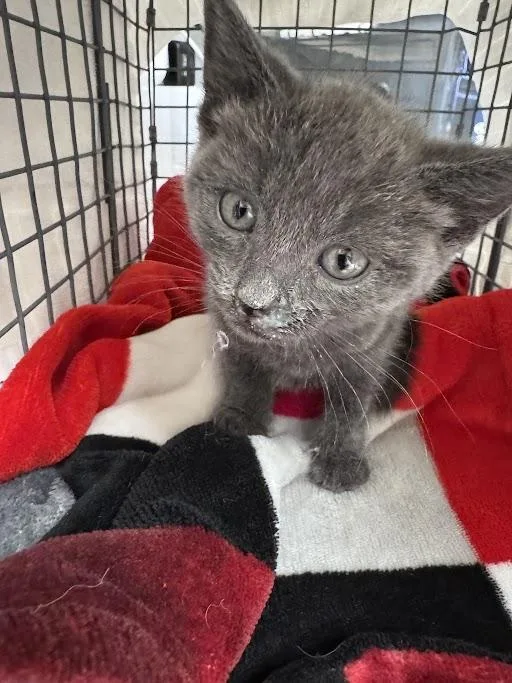 A baby small-sized female Domestic Short Hair cat named Fern for adoption in Las Vegas, NV